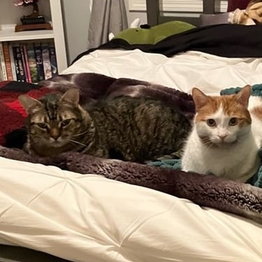 Two cats laying in a bed