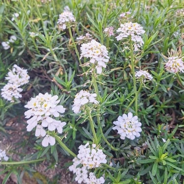 Sweet Alyssum