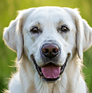 glücklicher Labrador-Hundekopf