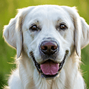 glücklicher Labrador-Hundekopf