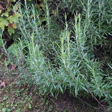 a small and green evergreen herb bush