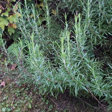a small and green evergreen herb bush