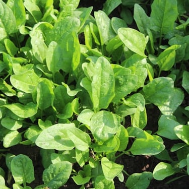 Spinach