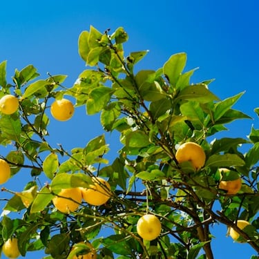 Citrus