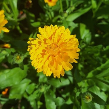 Calendula