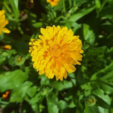 Calendula
