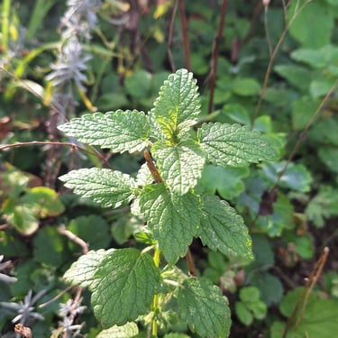 a green cooking herb growing in vegetation