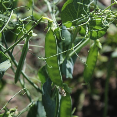 Peas