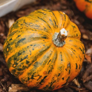 Winter Squash