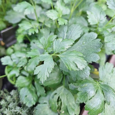 multiple bright green Cliantro herb leaves