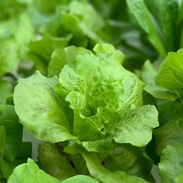 Lettuce