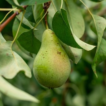 Pears