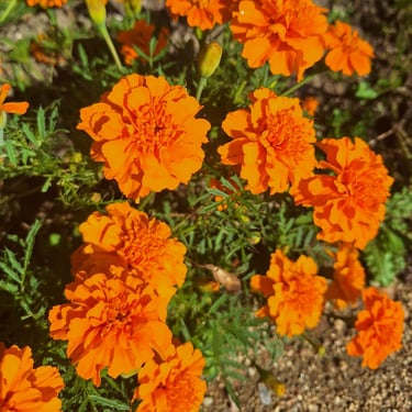 Marigolds
