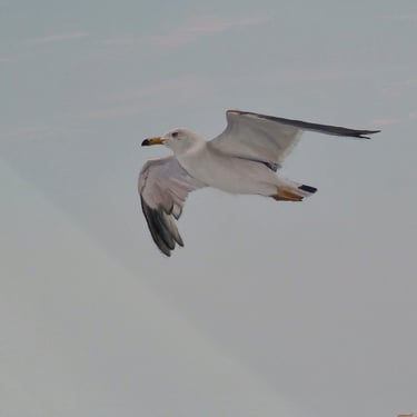 Détail d'une peinture décorative: une mouette vole au dessus de la mer. Jura, 39.