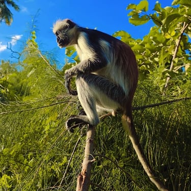 Zanzibar red colobus monkey resting in the tree canopy of Jozani Forest