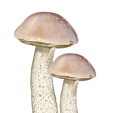 Hornbeam boletus illustration