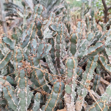 a lot of cactus plants growing together