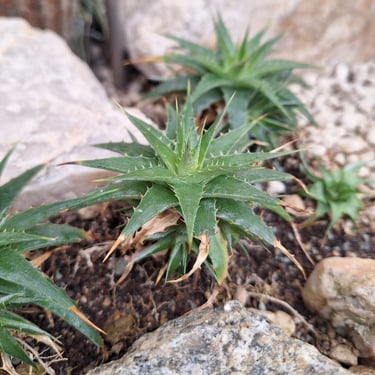 small green succulents planted in a good soil