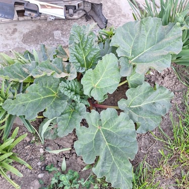Swiss Chard