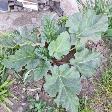 Swiss Chard