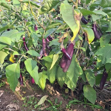 Eggplant