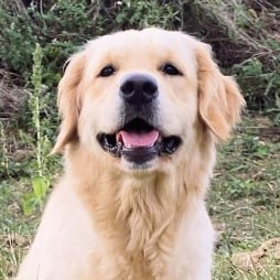 Un chien de race golden retriever assis dans l'herbe avec une butte de terre dans le fond