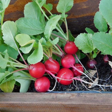 Radishes