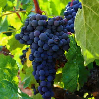 Grapes