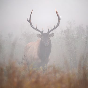 Elk in a field during the fall rut season at the Great Smoky Mountain National Park by Nate Bowery