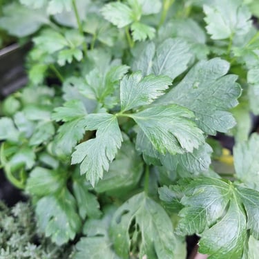 Parsley