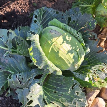 Cabbage