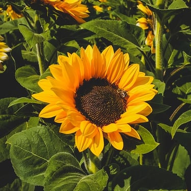 Sunflower