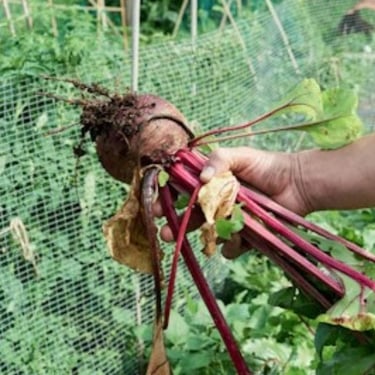Beetroot