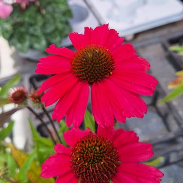 Echinacea