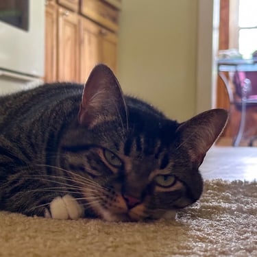 Cat Laying on Ground