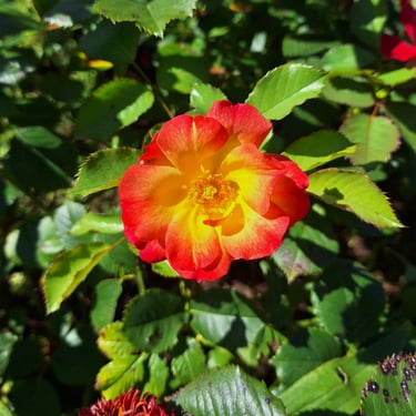 Rose