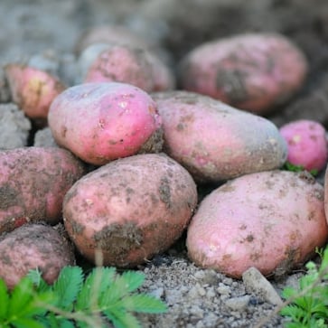 Sweet Potatoes