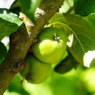 Apples