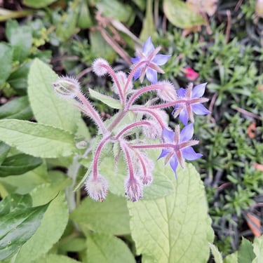 Borage