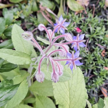 Borage