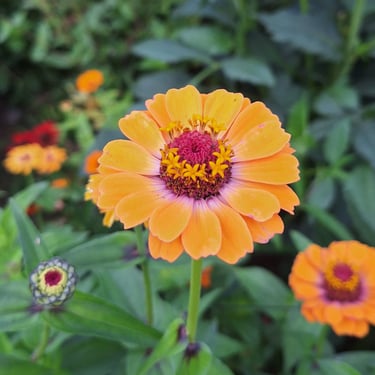 Zinnias