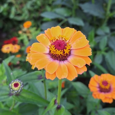 Zinnias
