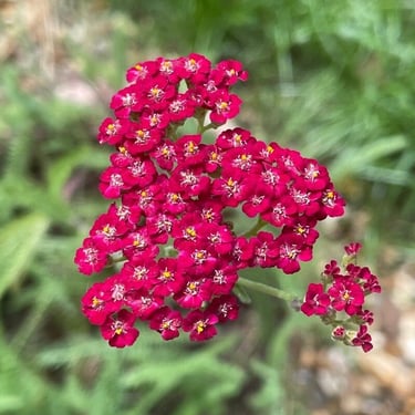 clusters of red Common Yarrow flowers