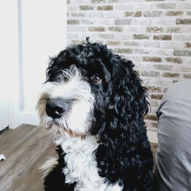 a dog standing in front of a brick wall