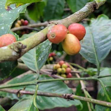 High quality Indonesian coffee cherries for global coffee markets