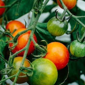 Tomatoes