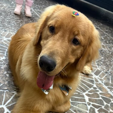 Golden Simba deitado