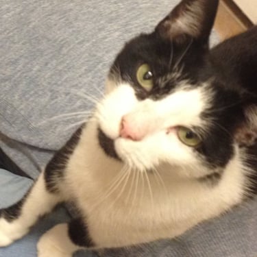 A black and white cat with big ears named Oliver.