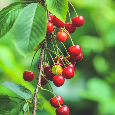 Cherries