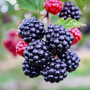 Blackberries